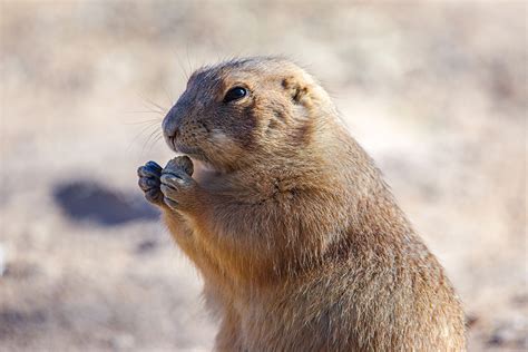 Why Prairie Dogs Are Not Dairy Animals