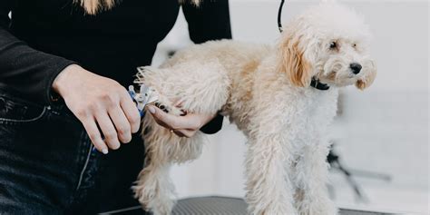 Why Regular Grooming is Essential for Ogden Dogs