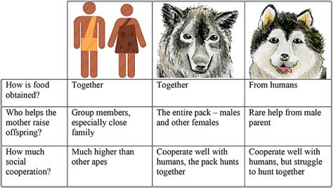 Why Reversal Is Different for Dogs vs Humans