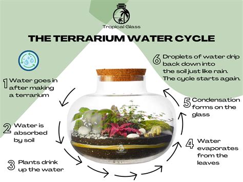 Why Terrariums Often Fall Short