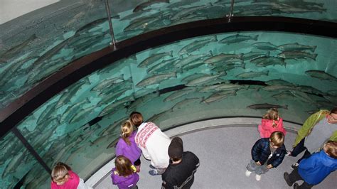 Why Visit Salmon Center