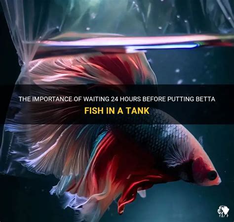 Why Wait 24 Hours To Put Betta Fish In Tank