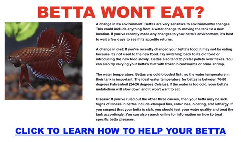 Why Won T My Betta Eat