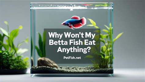Why Wont My Betta Eat