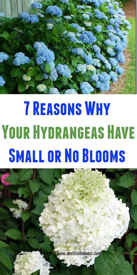 Why different types of hydrangeas don’t bloom