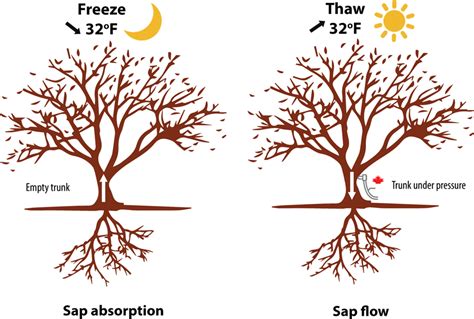 Why Tree Sap is So Stubborn