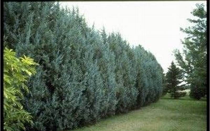 Wichita Juniper Privacy Fence: A Detailed Explanation