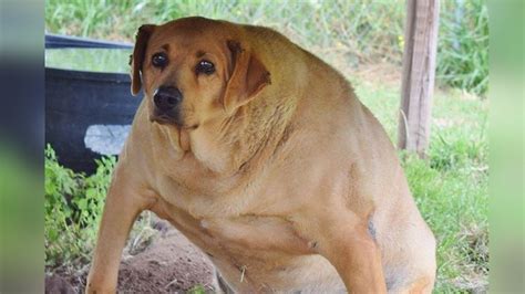 Wide Dog Meme