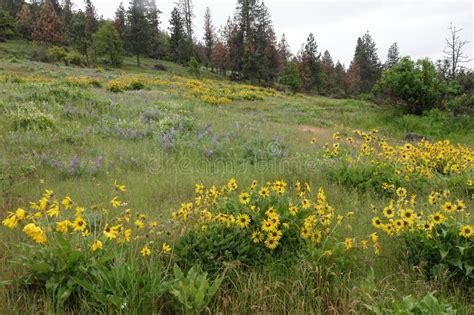 Wide-Angle Landscape Flower Scenes