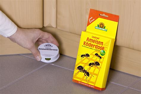 Wie Kann Man Ameisen Im Haus BekäMpfen