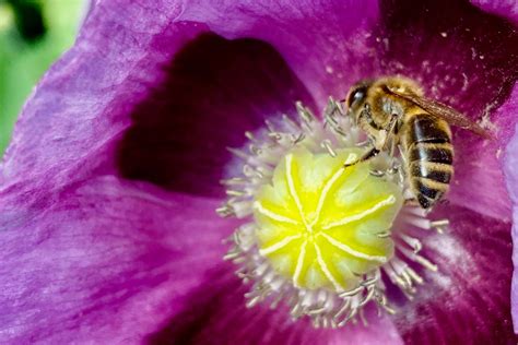 Bienen Nach Dem Stechen
