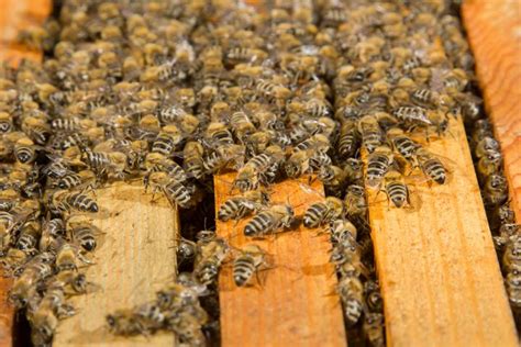 Wie Viele Bienen In Einem Stock