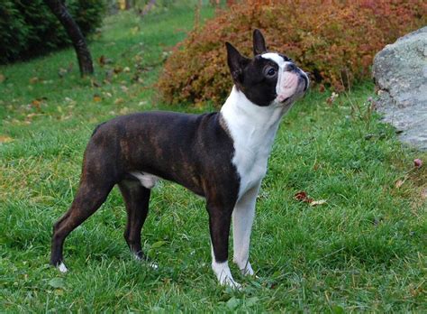 The Talking Boston Terrier of Hudiburg Poochpedia FANDOM powered by
