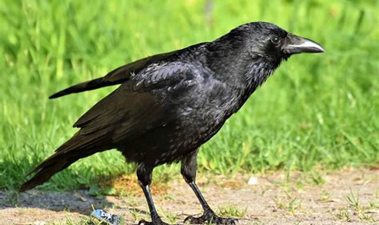 Wild About Crow 2024