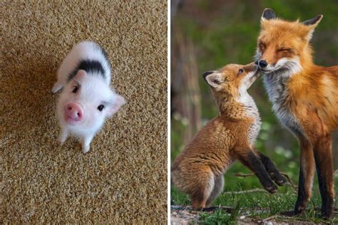 Wild Adorable Baby Animals