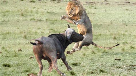 Brutal Battles in the Wild: Witness Wild Animal Fighting to Death