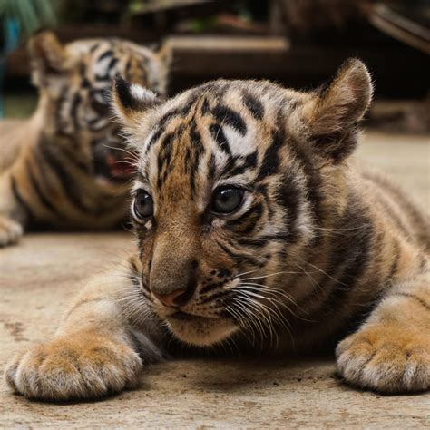 Wild Baby Endangered Animals