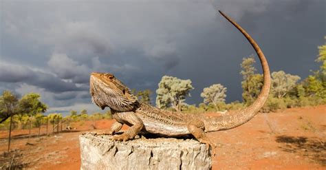 Wild Bearded Dragon