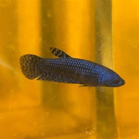 Wild Betta Fish For Sale