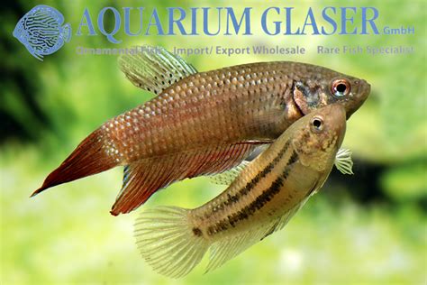 Wild Betta Splendens