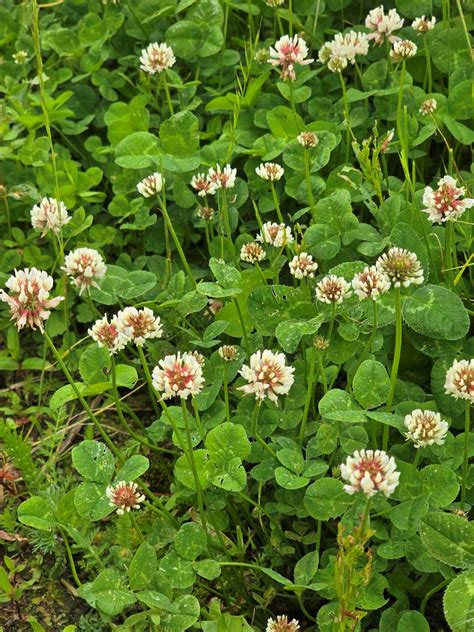 Wild Clover