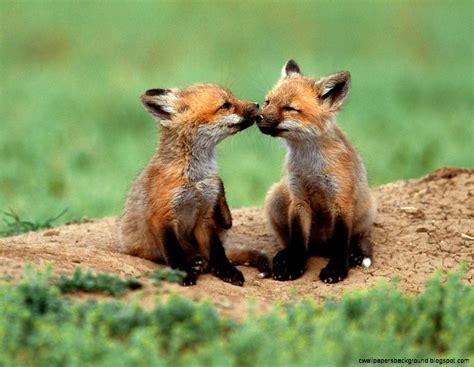 Wild Cute Fox Baby Animals