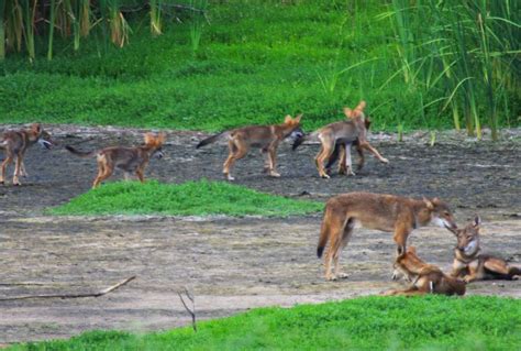 Wild Dogs Texas