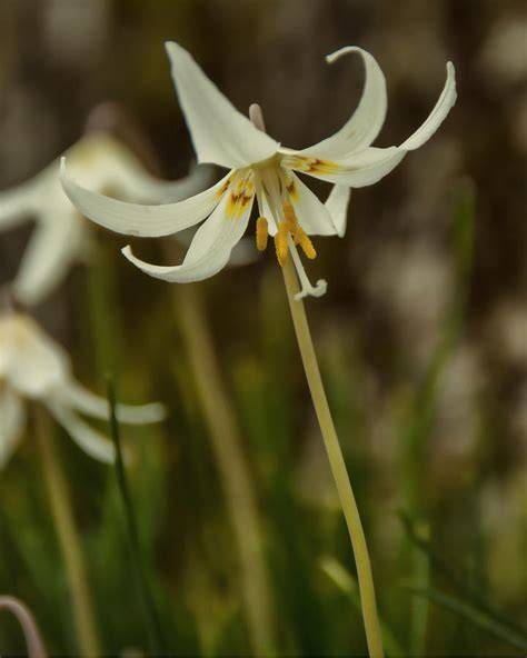 Wild Easter Lily