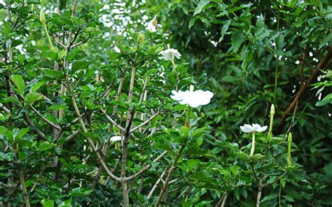 Wild Gardenia Tree