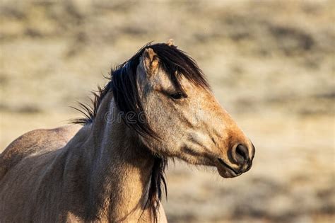 Wild Mustang Close Up