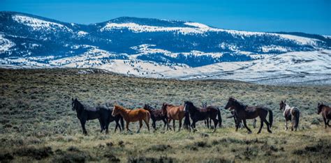 Wild Mustangs Wyoming