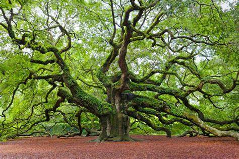 Wild Oak Tree