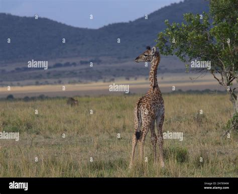 Wild Plains