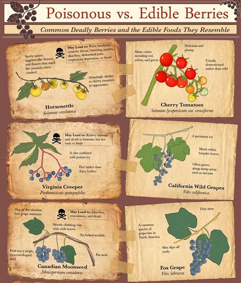 Wild Poisonous Berries Chart