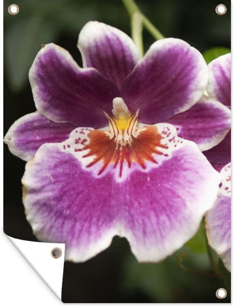 Wilde Orchidee In Tuin