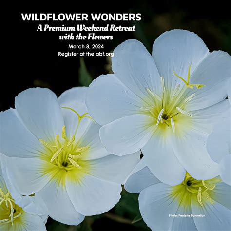 Wildflower Wonders