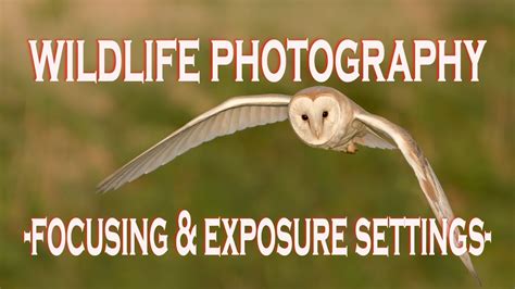 The Best Camera Settings for Wildlife Photography Guide)