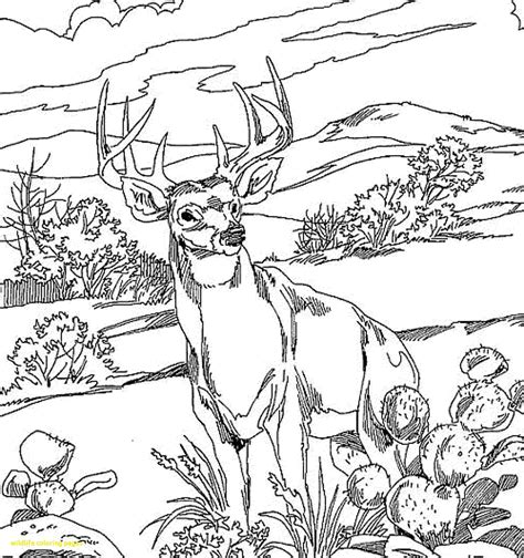 Wildlife Color Pages