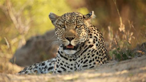 Wildlife Encounters Nature