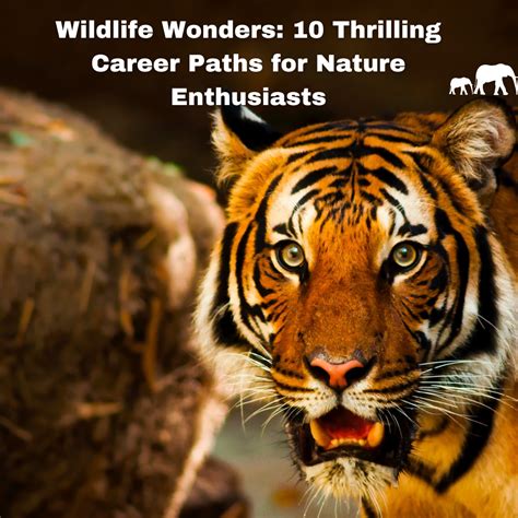 Wildlife Enthusiasts