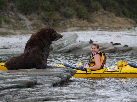 Wildlife Kayaking