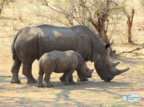 Wildlife Livingstone