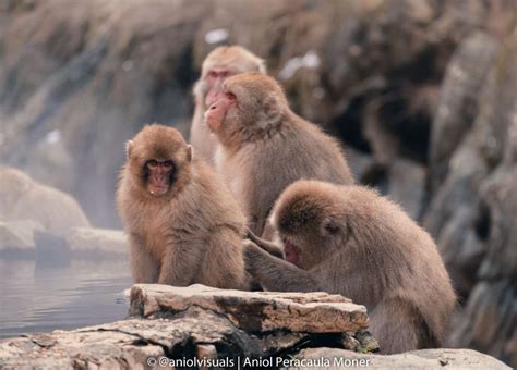 Wildlife Photography Tips Snow Monkey