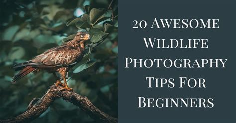 Wildlife Photography tips