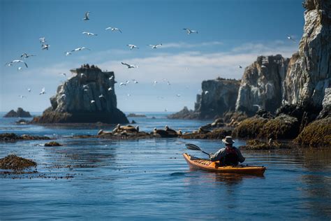 Wildlife Sea Kayaking