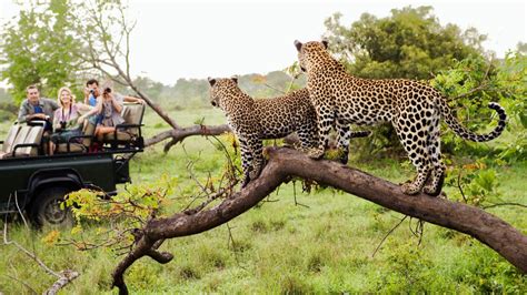 Wildlife Viewing Safari