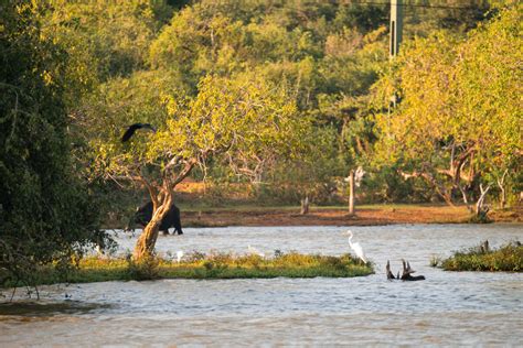 Wildlife Viewing Yala