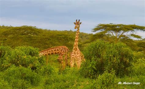 Wildlife Viewing at Hells Gate