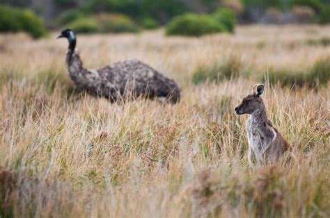 Wildlife Wilsons Prom