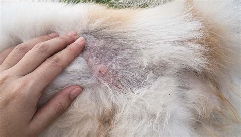 Will Dogs Hair Grow Back After Scab?